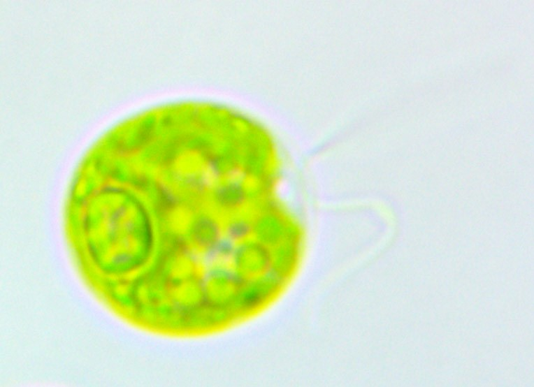 JonikasLab's tweet photo. And here is @PrincetonMolBio's press release! https://t.co/ScZDaVkyQ4