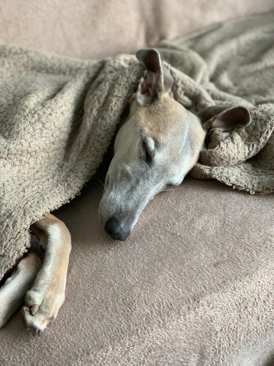 Goodnight Twitter #sleep #whippets #dogs