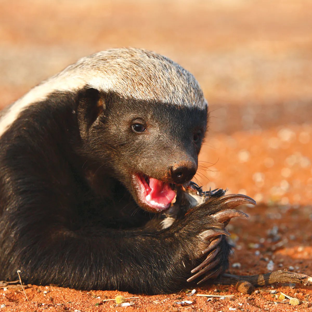 The honey badger is the most fearless animal alive in the Guinness Book of World Records. These smart crazies attack large prey by removing their testicles & wait for them to bleed out.They’re also immune to many venoms - they get bit by king cobras and simply sleep it off.