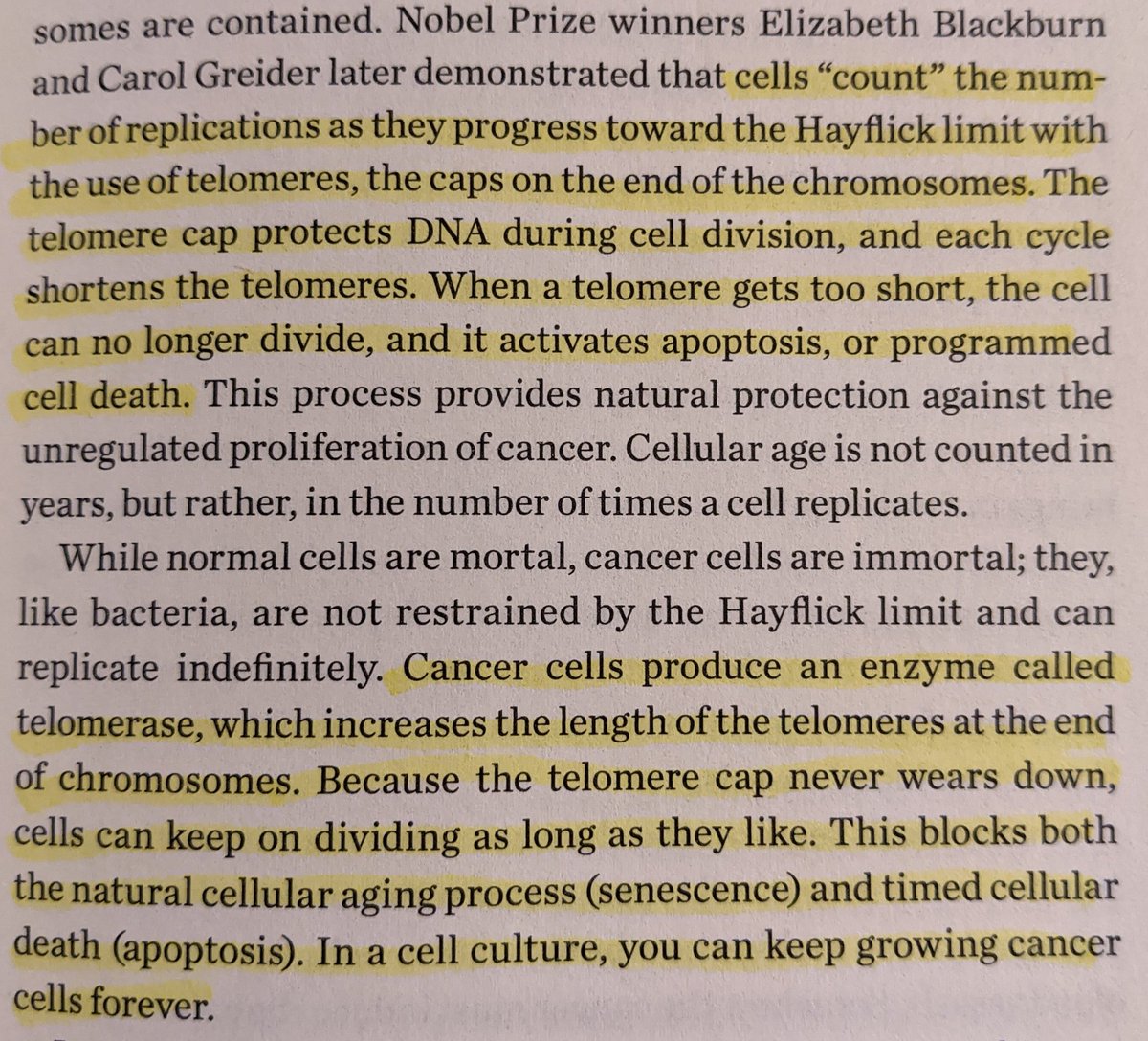 Telomeres, Telomere cap, Hayflick limit