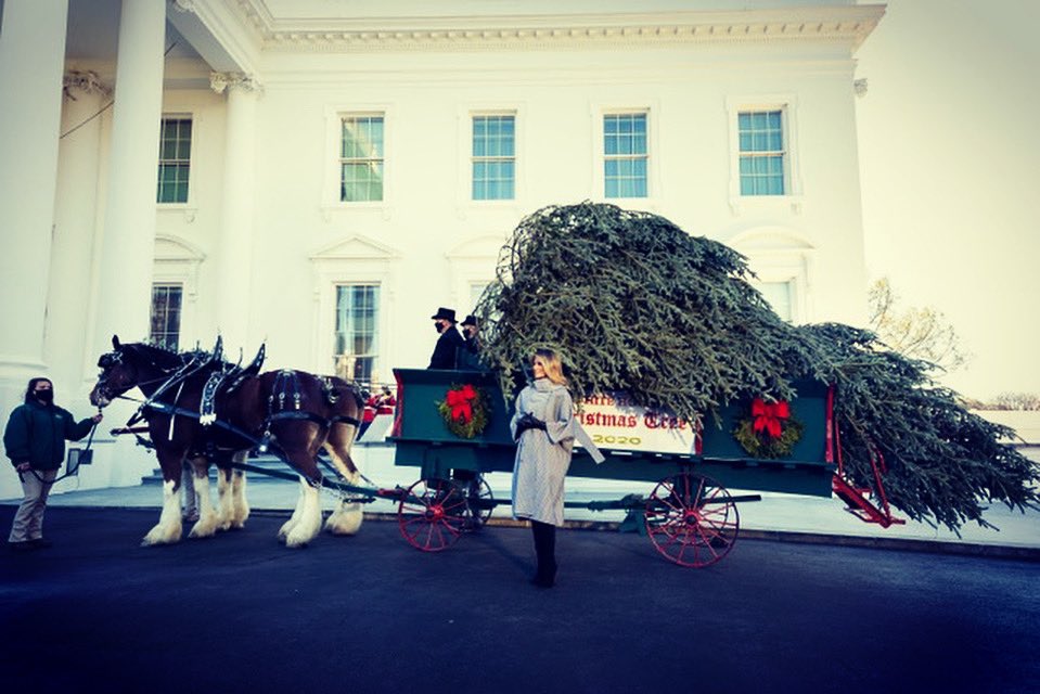 FLOTUS45's tweet image. Today I welcomed the arrival of the beautiful @WhiteHouse Christmas Tree! We are excited to begin decorating the People&apos;s House for the holiday season! #WHChristmas