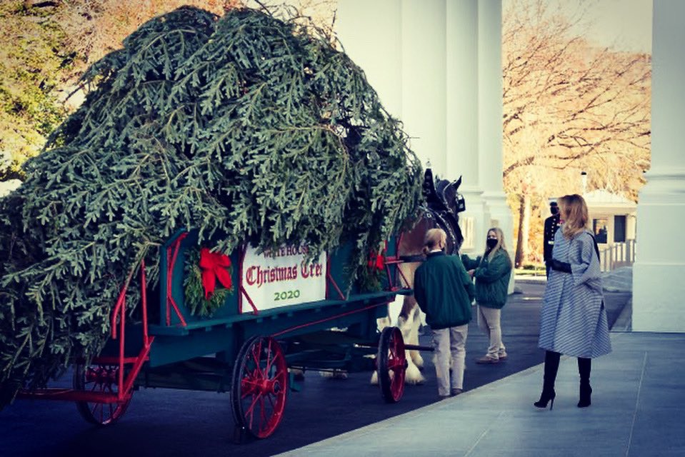 FLOTUS45's tweet image. Today I welcomed the arrival of the beautiful @WhiteHouse Christmas Tree! We are excited to begin decorating the People&apos;s House for the holiday season! #WHChristmas