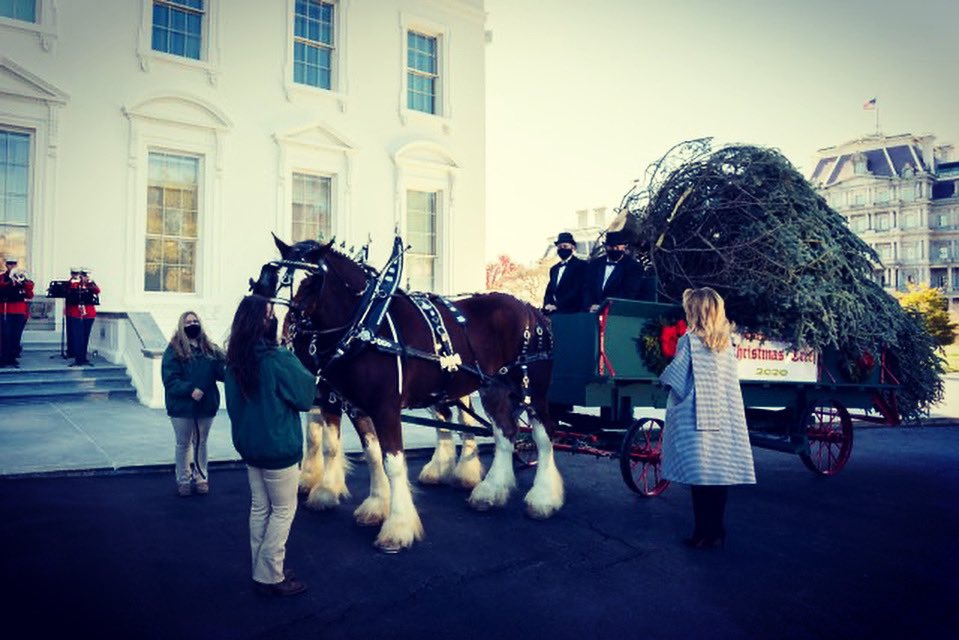 FLOTUS45's tweet image. Today I welcomed the arrival of the beautiful @WhiteHouse Christmas Tree! We are excited to begin decorating the People&apos;s House for the holiday season! #WHChristmas