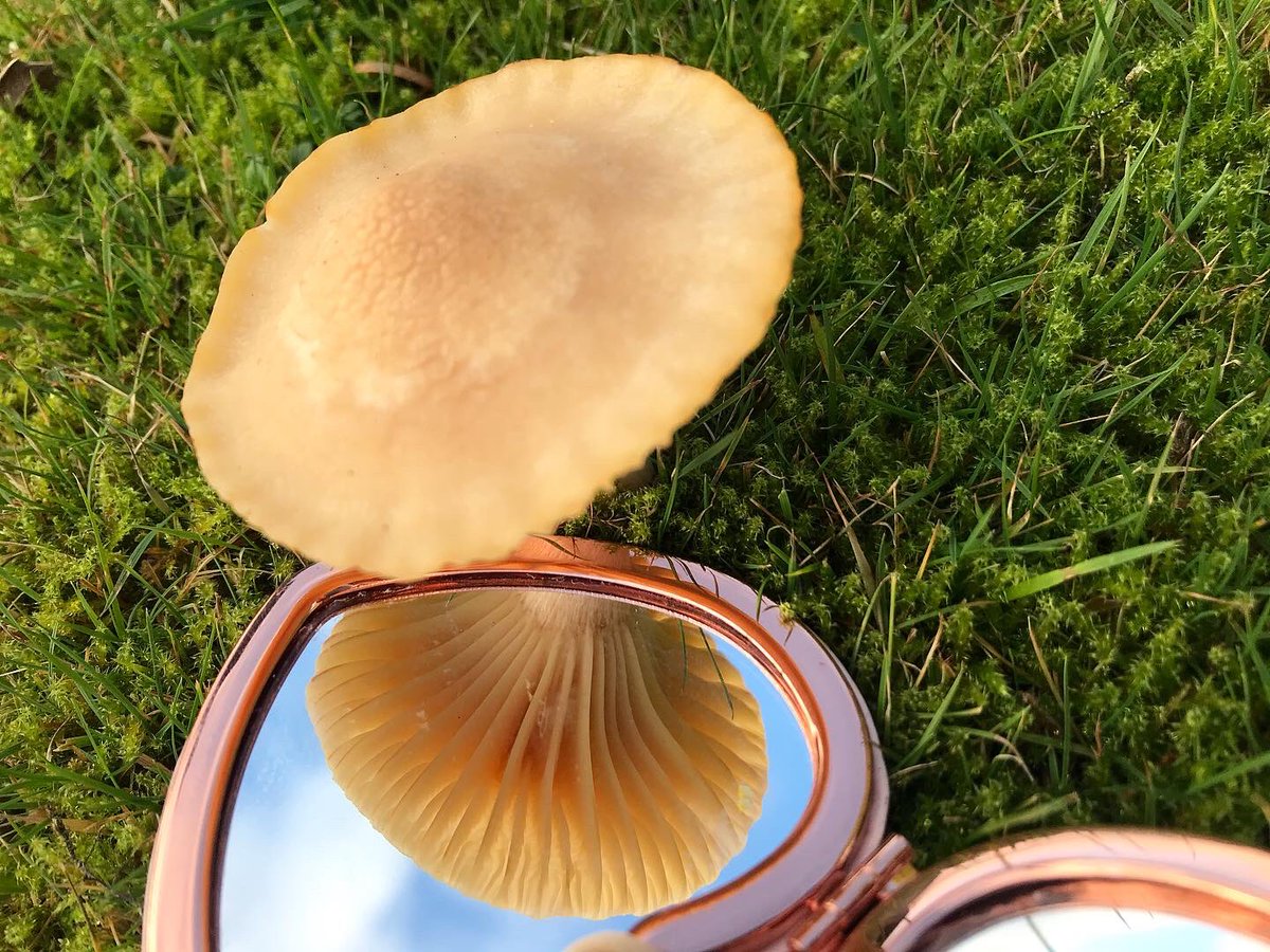 becssim's tweet photo. ❄️🤍✨ #mushrooms #fungi #fungus #mycology #mushroomhead #mushroompicker #forage #wildlife #scotland #scottishphotography #nature #mushlove #lovethemush 🍄❣️ https://t.co/5cpUDuYgnu