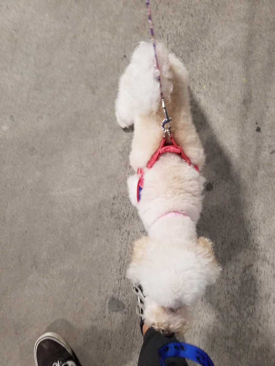 Lola es un poodle que NO se pierde asies