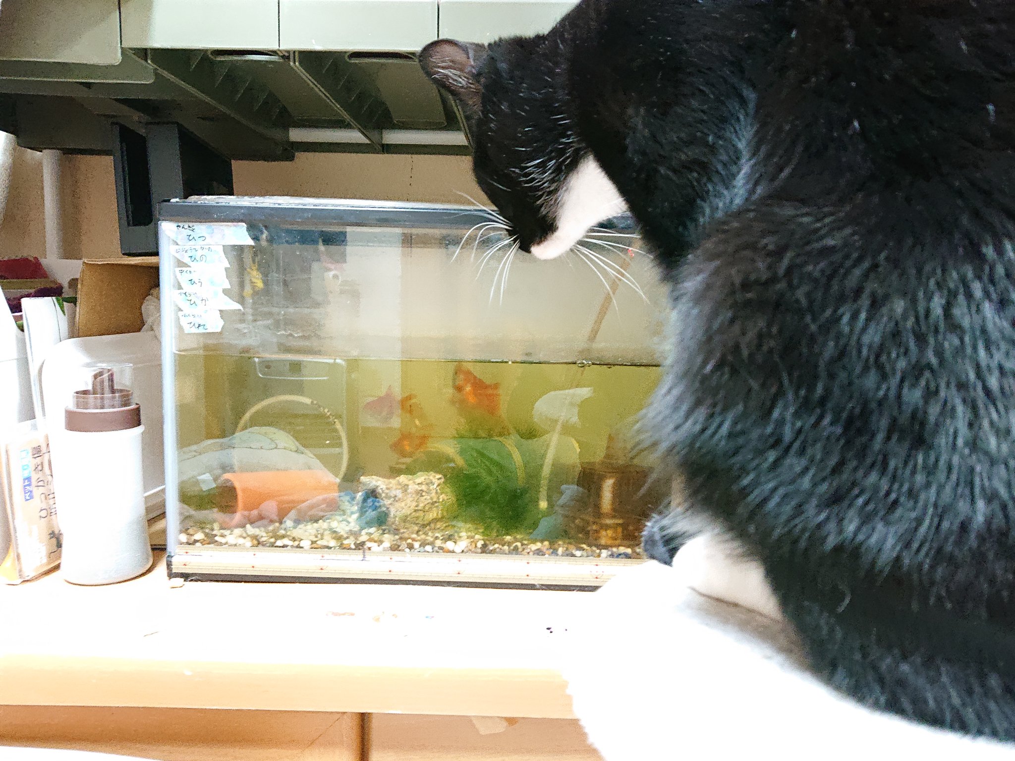 猫と金魚 Twitter Search Twitter