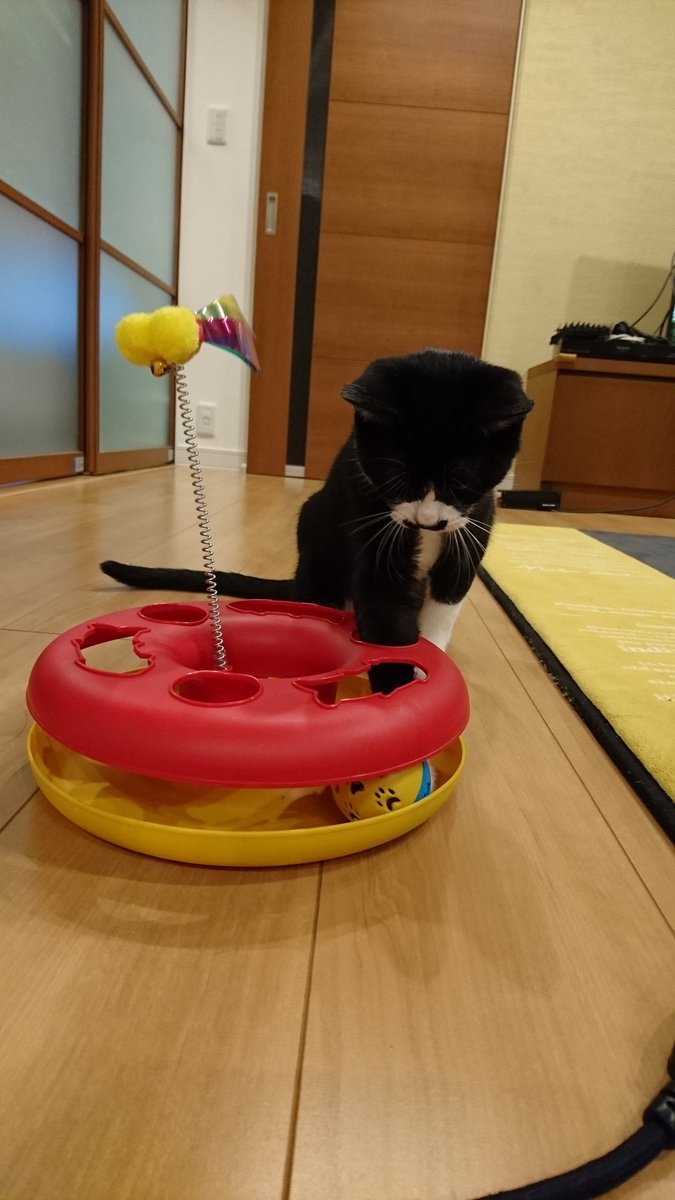 Neve ストレス解消のために買ったおもちゃでストレスをためる そして お腹の肉が可愛い 猫好きさんと繋がりたい はちわれ 取れないボール 猫のいる暮らし 猫のいる幸せ Neve ストレス解消のために買ったおもちゃでストレスをためる そして お腹の肉が可愛い 猫好きさんと繋がりたい はちわれ 取れないボール 猫のいる暮らし 猫のいる幸せ