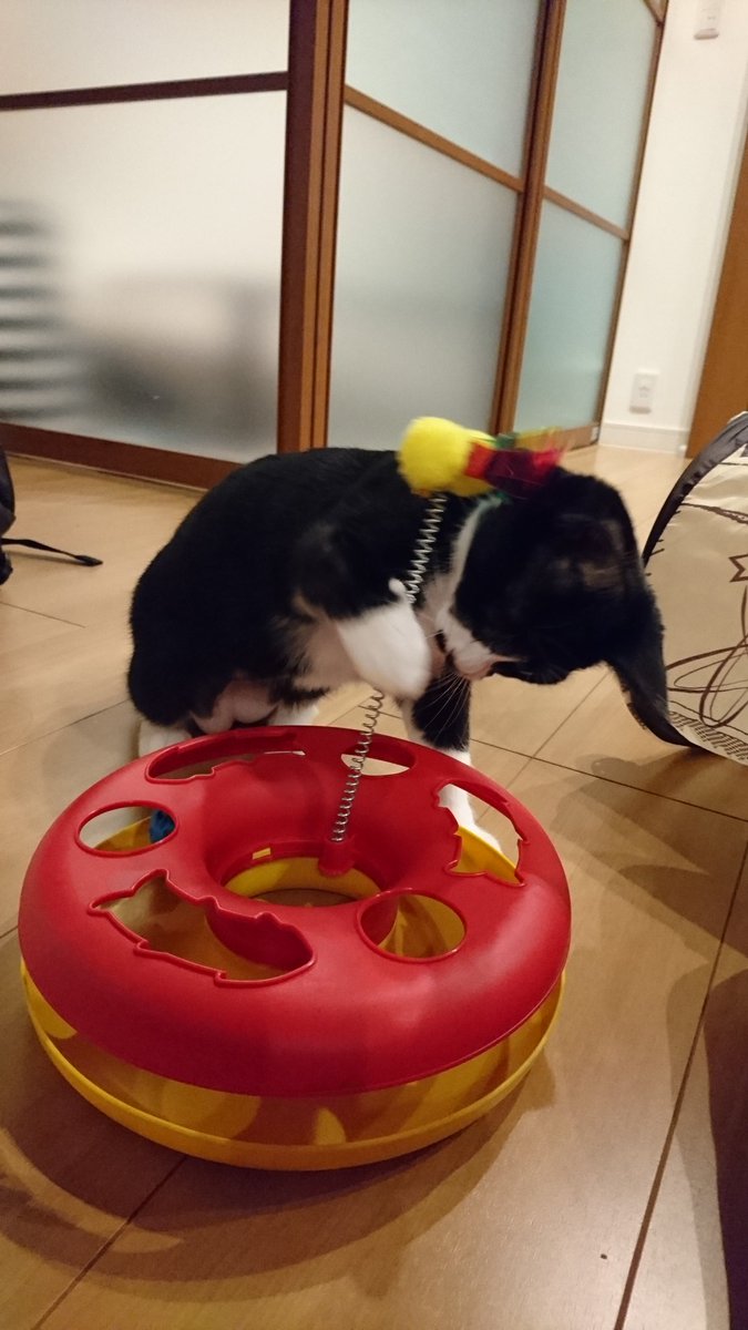 Neve ストレス解消のために買ったおもちゃでストレスをためる そして お腹の肉が可愛い 猫好きさんと繋がりたい はちわれ 取れないボール 猫のいる暮らし 猫のいる幸せ Neve ストレス解消のために買ったおもちゃでストレスをためる そして お腹の肉が可愛い 猫好きさんと繋がりたい はちわれ 取れないボール 猫のいる暮らし 猫のいる幸せ