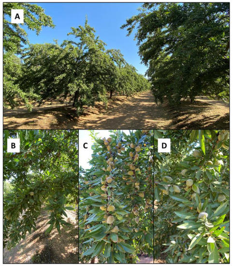 Agronomy_Mdpi's tweet photo. Deficit #Irrigation and Its Implications for HydroSOStainable #Almond Production
by Iván Francisco García-Tejero, Leontina Lipan, Saray Gutiérrez-Gordillo, et al. @EPSO_UMH @IfapaJunta
https://t.co/LDaq7zCk2a https://t.co/OE5dhJOO6k