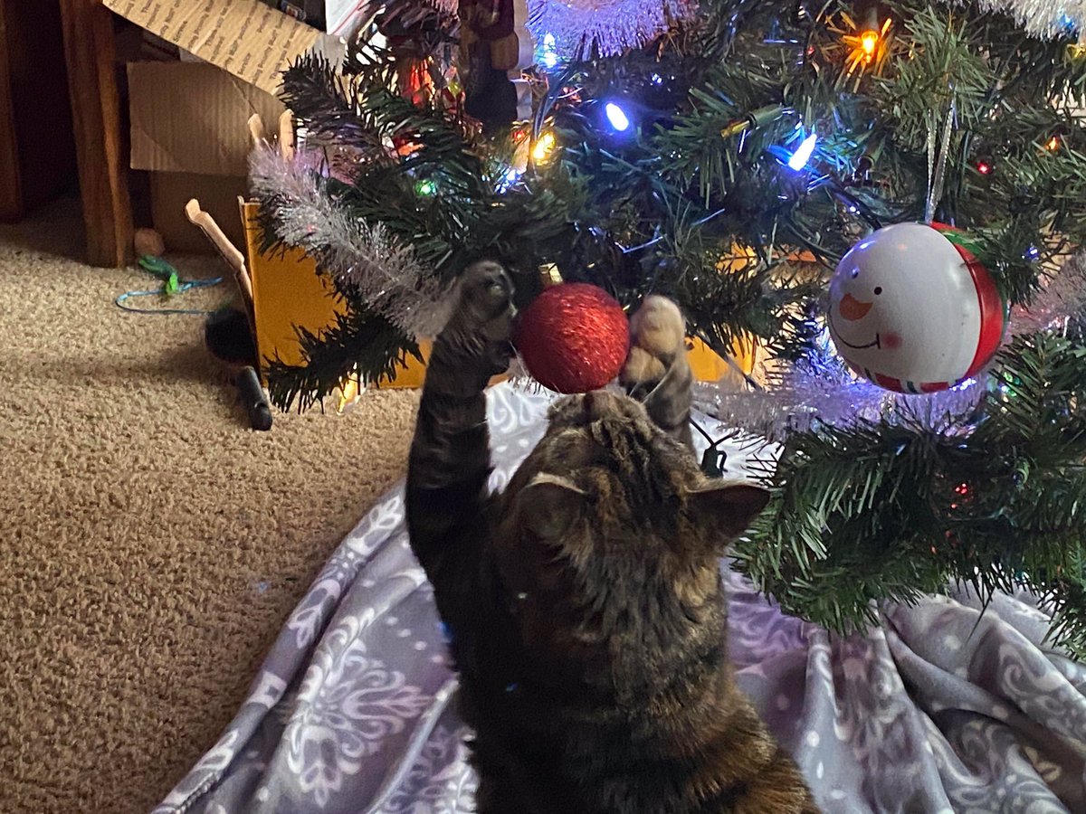 Every day, more evidence is posted online demonstrating that  #CatsHateChristmas   https://www.reddit.com/r/ChristmasCats/comments/jzox5z/my_precious/