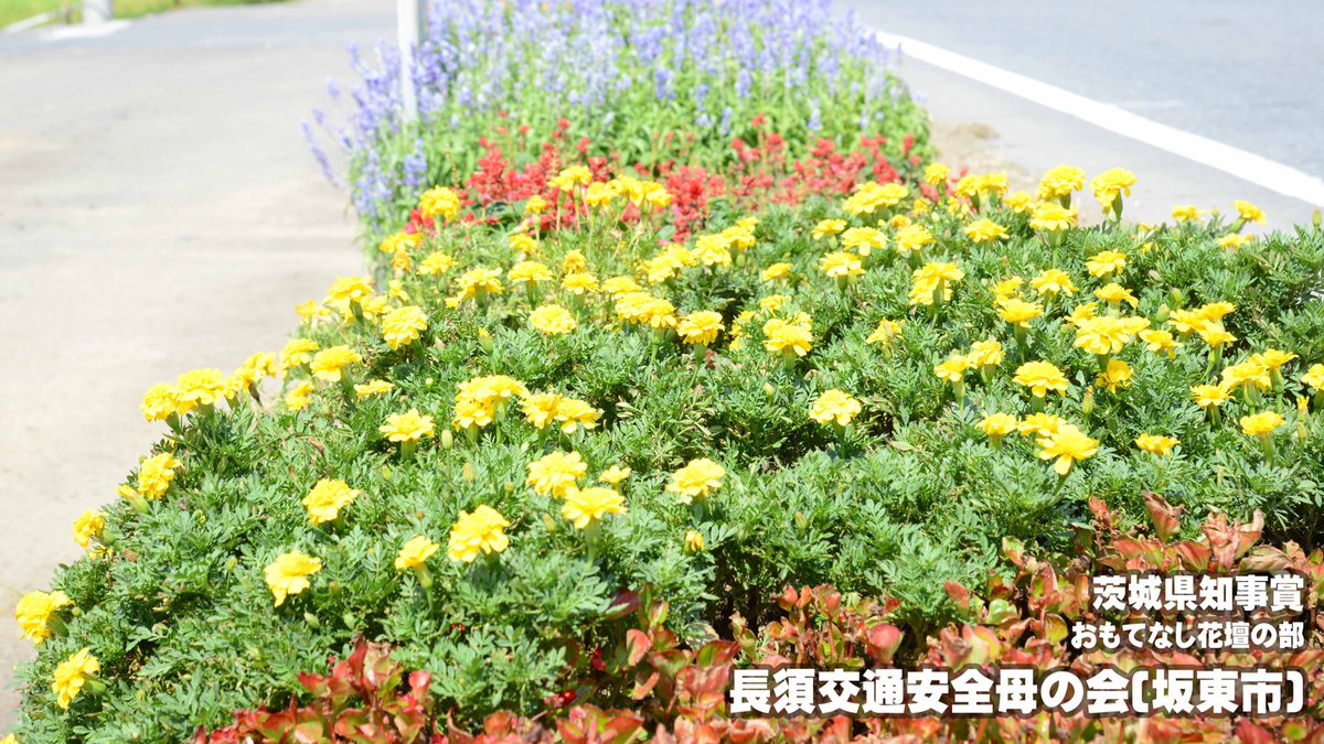 チャレンジいばらき県民運動 公式ツイッター 第48回花と緑の環境美化コンクール知事賞花壇 下総利根大橋に通じる交通量の多い県道沿いの花壇で 13年間に亘り 花づくりを通して交通事故防止や環境美化に貢献しています また 花いっぱいの花壇には
