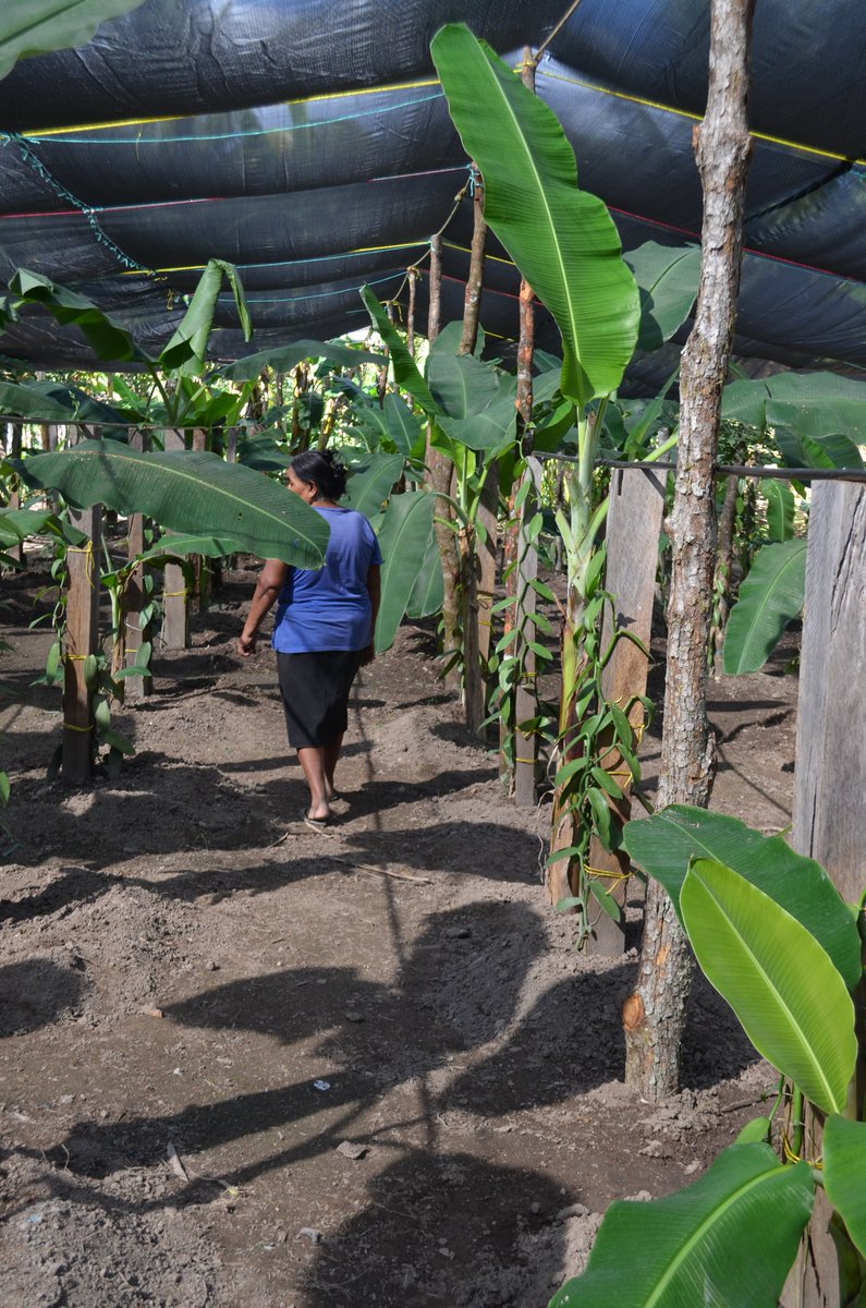 Greenhouse for vanilla in Mexico.
#vanilla #vanillabean #vanillaplanifolia #pompona #vanillapompona #vanillabeans #mexican #mexicanvanilla #mexicanvanillabeans #vanillabakery #vanillasugar #vanillacookies #baking #vanillaplant #orchid #vanillaaroma #mexicanproduct