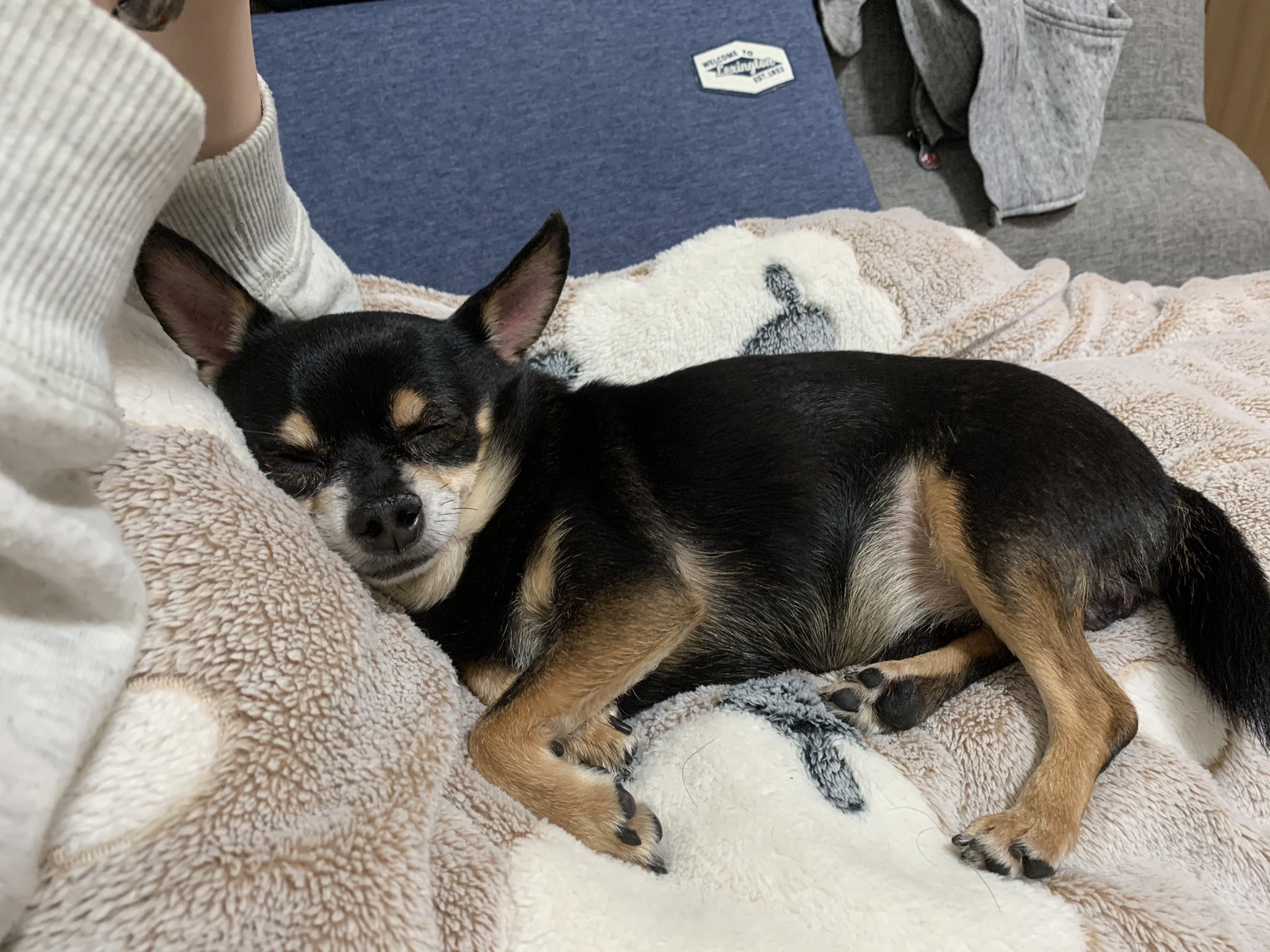 チワピン さんじくん 昨日のさんじくんです ふと隣をみると 太ももの上で寝てるさんじくん お昼にティッシュボールで遊んで疲れたのか ぐっすりです でもこれ起きた時に首痛くない チワピン 犬のいる暮らし イッヌ 犬好きさんと繋がりたい