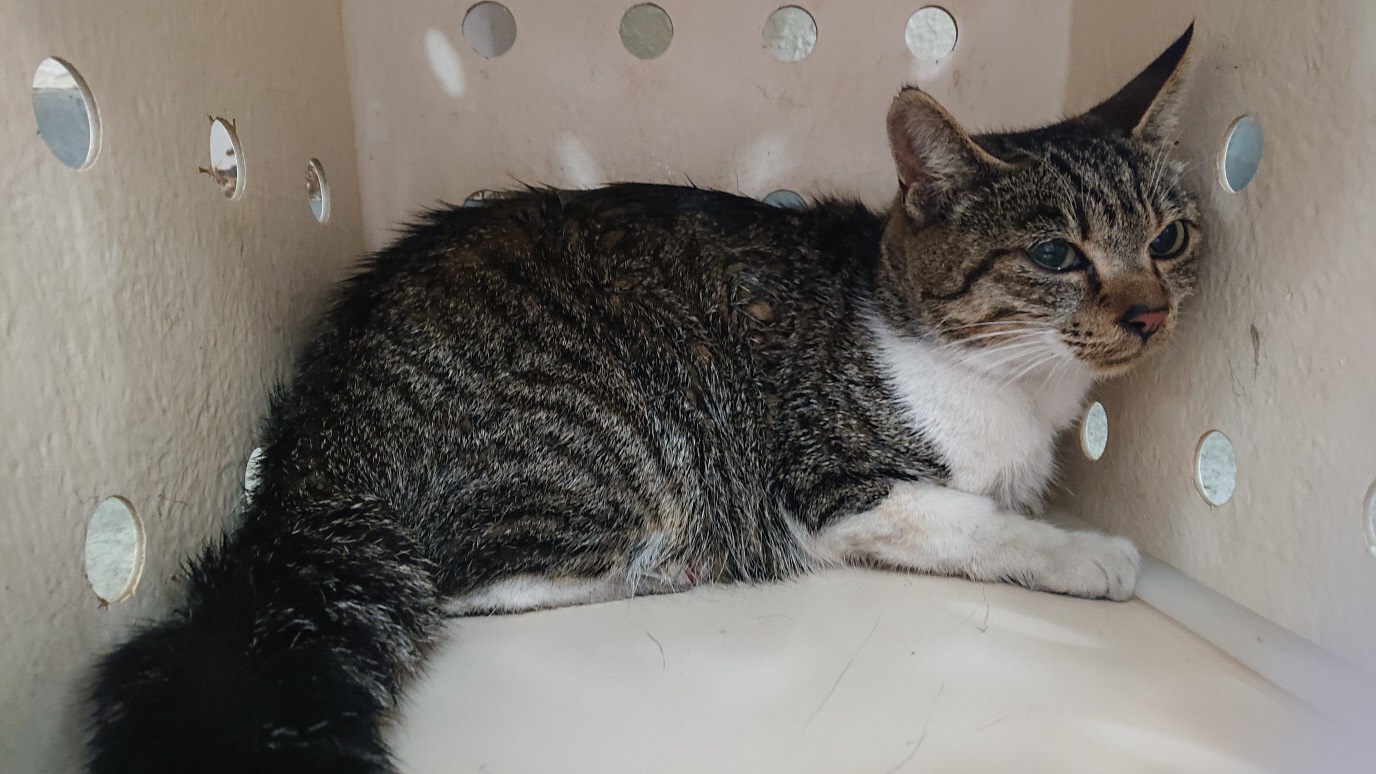 八戸市 八戸市保健所で 飼い主さんのお迎えを待っている猫さんがいます 11月21日に湊高台で保護されたキジトラ白のメスの猫さんです 飼い主さんのお迎えをお待ちしています 迷い猫 T Co Rij4hixufm T Co F4ibe9k7tn Twitter
