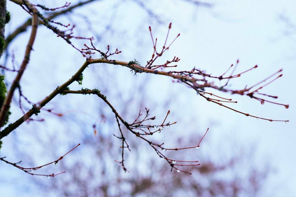 stirwise's tweet photo. Reaching out
.
.
#touchingme #touchingyou #earworms #gardensofseattle #rainydaysandmondays #💧 #everydayphotography #nokton50mmf12 #leicam240 https://t.co/hLiOL5JgcV