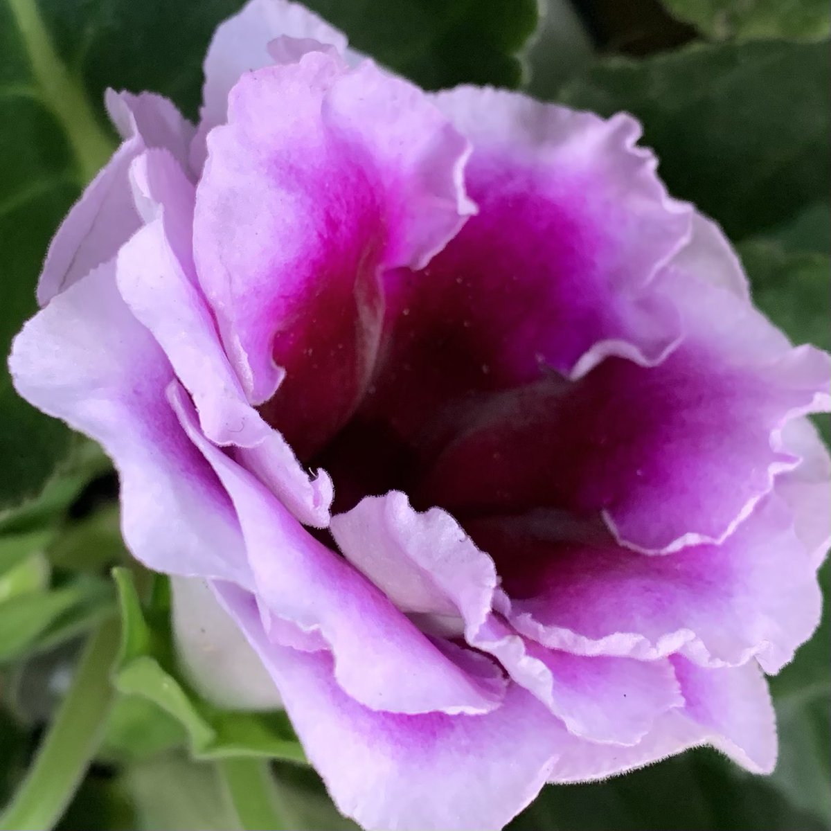 花ひばち 優しい繋がりに感謝 Pa Twitter おはようございます٩ ۶ グロキシニア グロキシニアの花言葉 は 華やかな日々 艶麗など このふたつ言葉は グロキシニアの美しく艶やかな花姿にちなんでいると言われています 風景写真 花 日の出 花ひばち 優しい繋がりに感謝 Pa Twitter おはようございます٩ ۶ グロキシニア グロキシニアの花言葉 は 華やかな日々 艶麗など このふたつ言葉は グロキシニアの美しく艶やかな花姿にちなんでいると言われています 風景写真 花 日の出