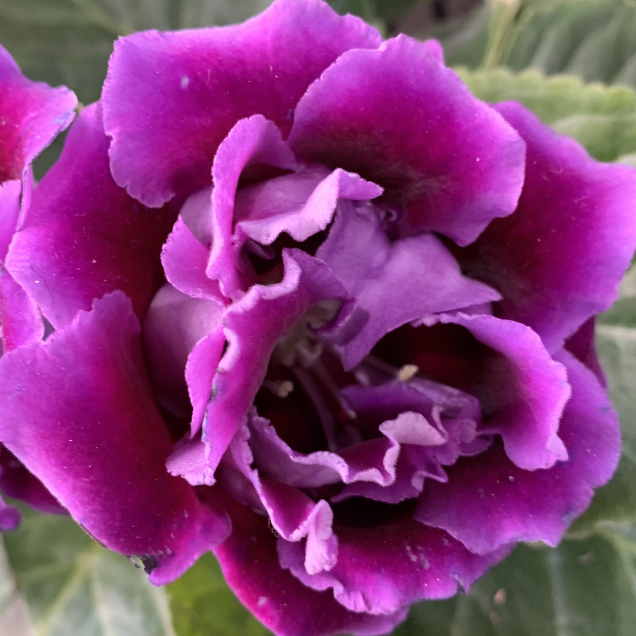 花ひばち 優しい繋がりに感謝 おはようございます٩ ۶ グロキシニア グロキシニアの花 言葉は 華やかな日々 艶麗など このふたつ言葉は グロキシニアの美しく艶やかな花姿にちなんでいると言われています 風景写真 花 日の出