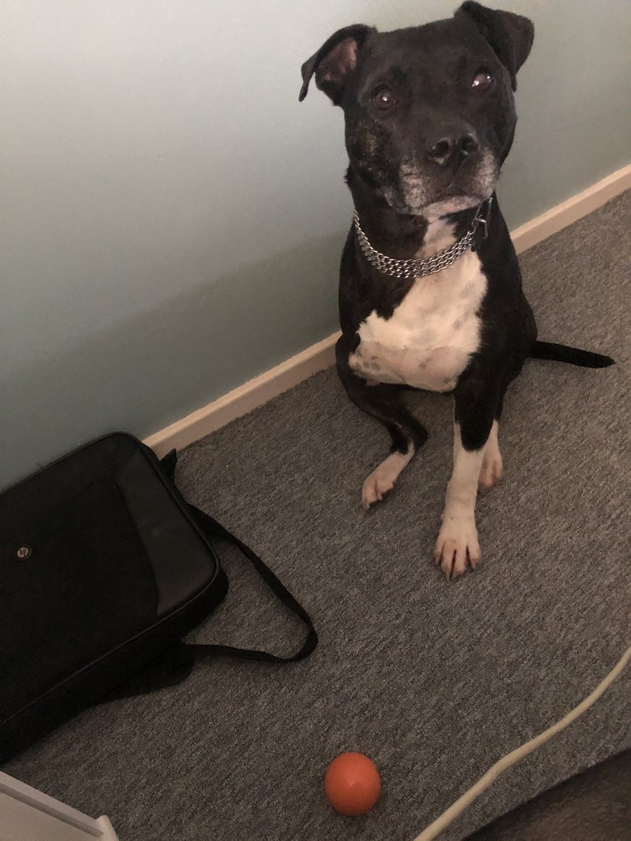 Max explaining home working includes throwing his ball #staffy #staffordshirebullterrier #tripawd #myboy #lovehim #throwtheball