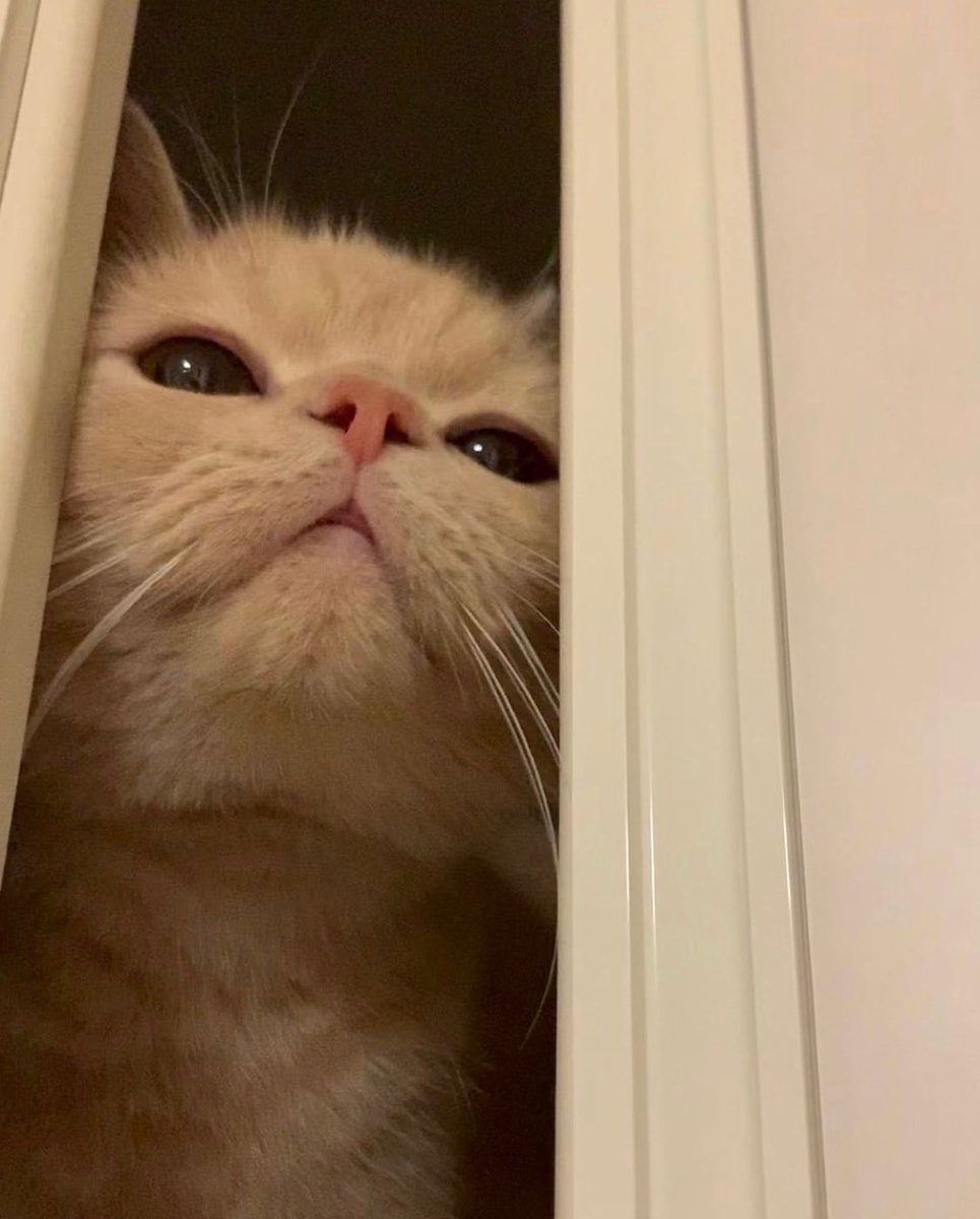ShouldHaveCat's tweet photo. https://t.co/S7bmpE9kHe