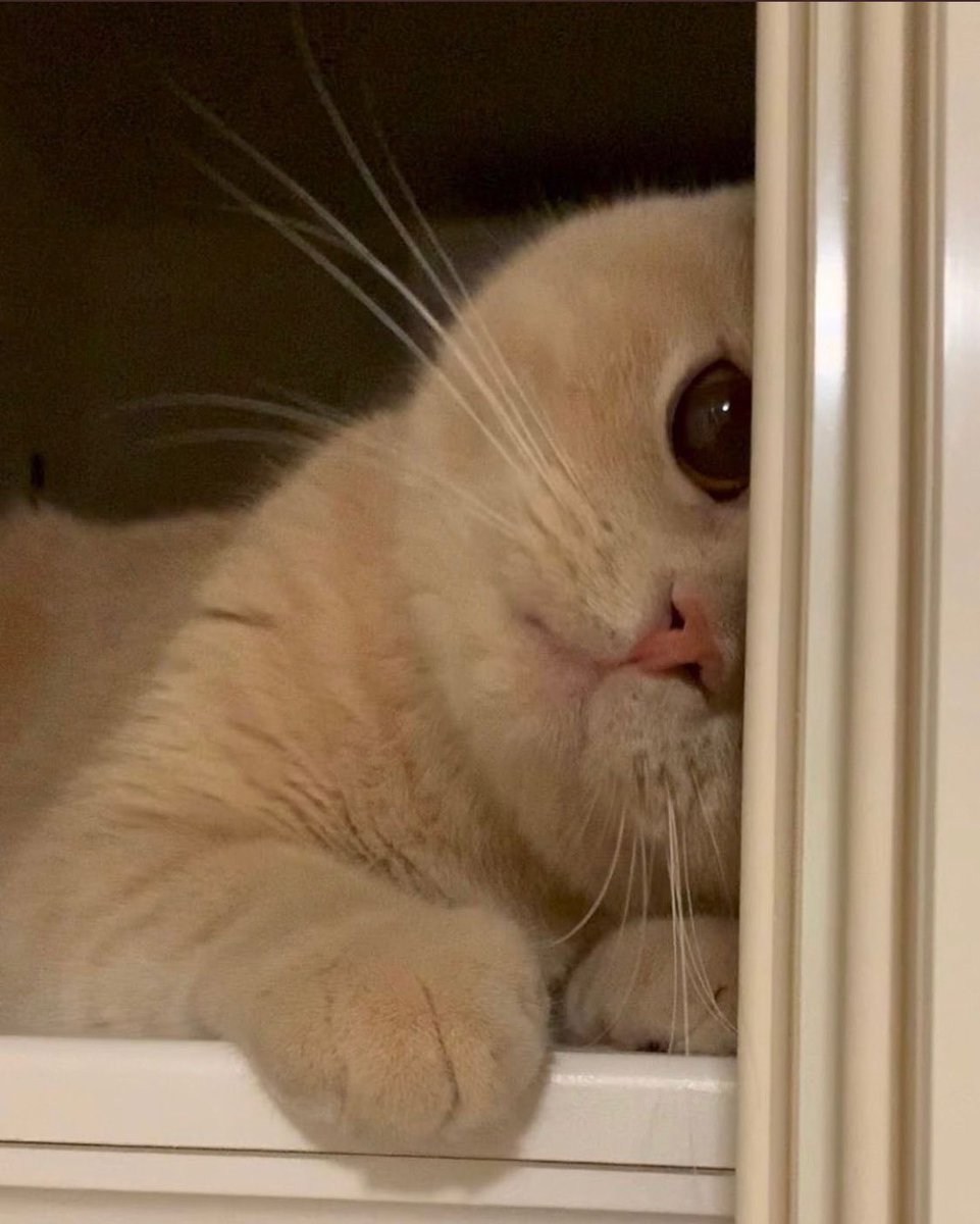 ShouldHaveCat's tweet photo. https://t.co/S7bmpE9kHe