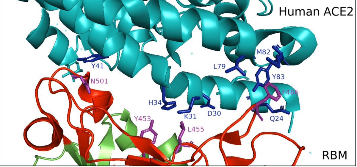 The viral S protein comprises a receptor binding motif (RBM) which binds to host cell receptors (ACE2), and allows the virus to enter the cells and replicate. This can be viewed as a 'lock and key' system.4/Image source:  https://www.biorxiv.org/content/10.1101/2020.11.16.384743v1.abstract