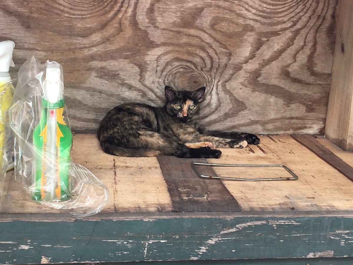 Our GM has described himself as "not a cat guy." But today, he took the initiative of feeding Jackie. Maybe he's coming around! Not sure how anyone could resist this face. 24/