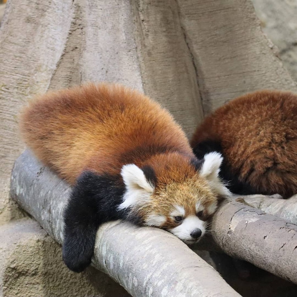レッサーパンダの赤ちゃん レッサーパンダの赤ちゃん