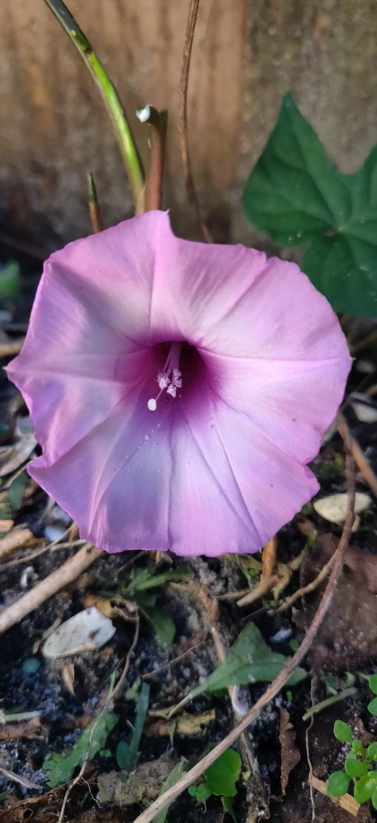 pinatasbyedith's tweet photo. #prettyflower https://t.co/D2QXVLKGZn