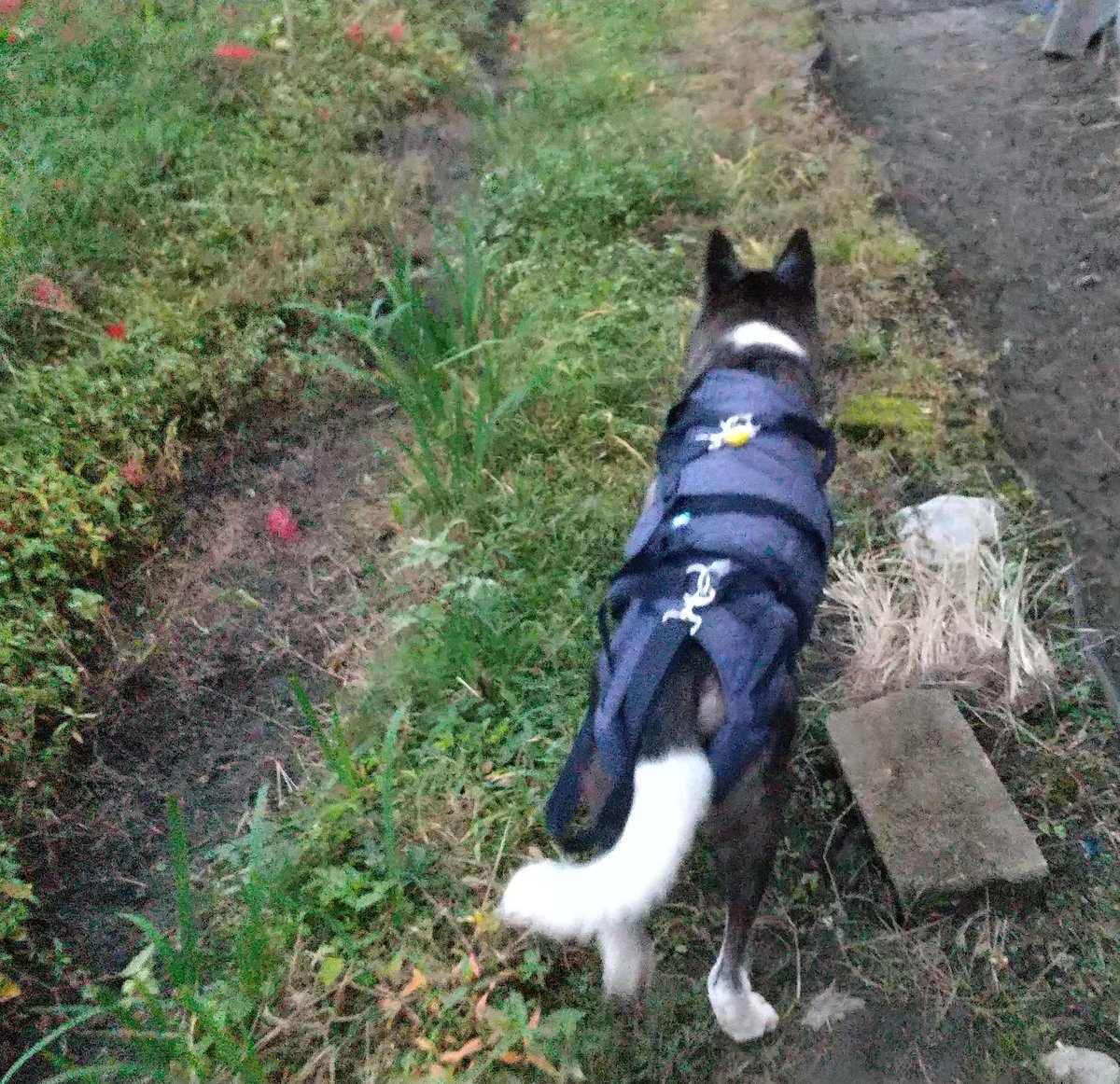 happy tail protector