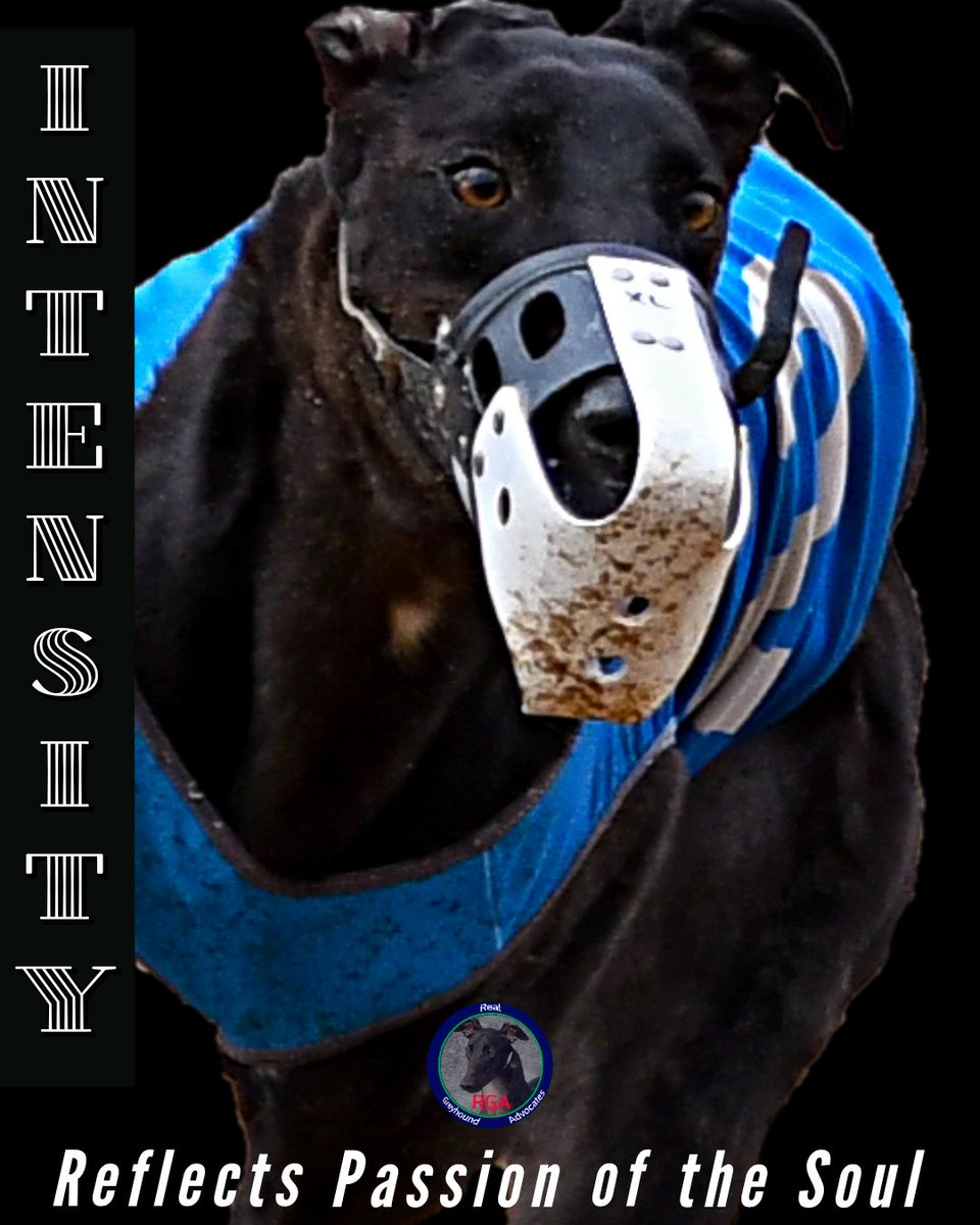 RealGreyhound's tweet image. The intensity of racing bred greyhounds when doing what they love to do can only be matched by the loyalty, love, and dedication of those who truly know them, know what satisfies them, know what drives them, and are hands-on with them from birth through adoption. 

#NOtoGrey2K