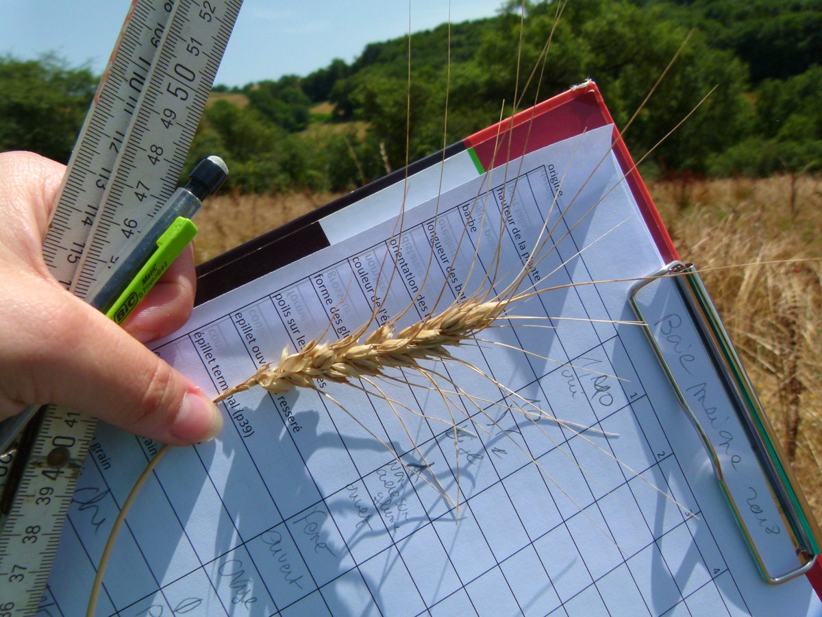 #AppelÀProjet
Le <a href="/PNRHL/">PNR du Haut-Languedoc</a> fait appel aux #boulangers du territoire, pour créer ensemble le futur pain du Haut-Languedoc, au #blé barbu de Lacaune : si vous êtes sensibles à la sauvegarde des variétés anciennes, relevez le défi avec nous !
➡️ Pour participer: bit.ly/3nQMrSV