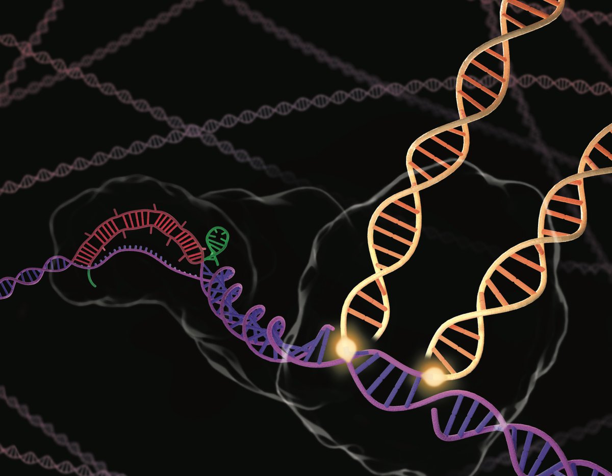 shsternberg's tweet photo. Massively proud of Leo's elegant &amp; thorough study out in NBT, developing CRISPR-transposons for high-efficiency &amp; high-fidelity DNA integration in diverse bacteria. Lots of exciting ideas on advancing this even further, together w/ collaborators @harriswangnyc and @RondaCarlotta https://t.co/BW0P8P09ST