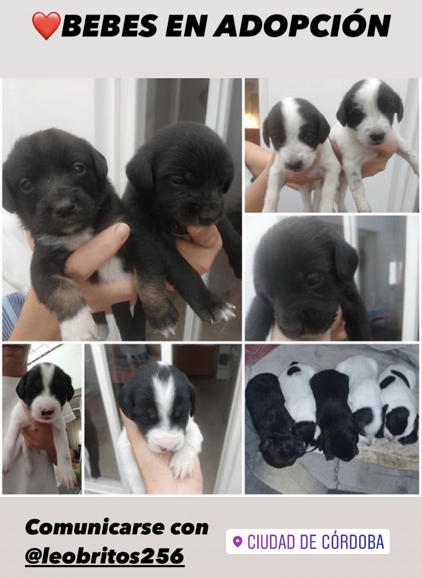 Estos bebitos de 45 días están en adopción ❤️❤️❤️ si alguien los quiere que se comunique a este número 3515212589
<a href="/VivireNuevaCba/">VivirenNuevaCórdoba®</a> <a href="/patitasdelsurr/">Patitas del Sur🐾</a> <a href="/epacba/">Equipo de Protección Animal</a>