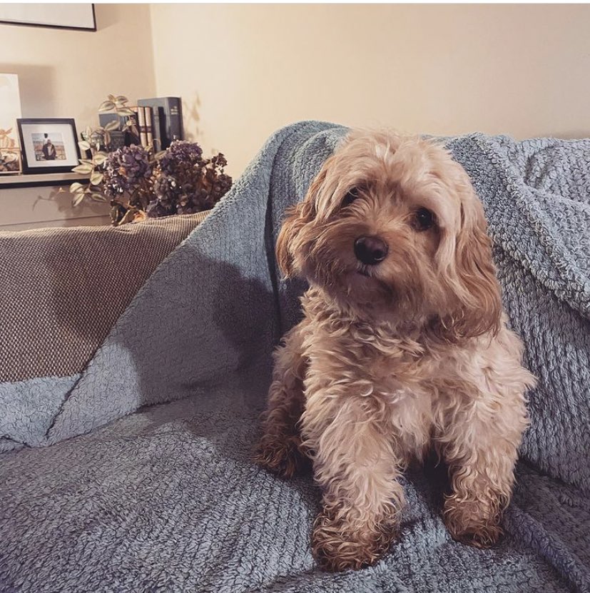 Mr Doodles tweet media