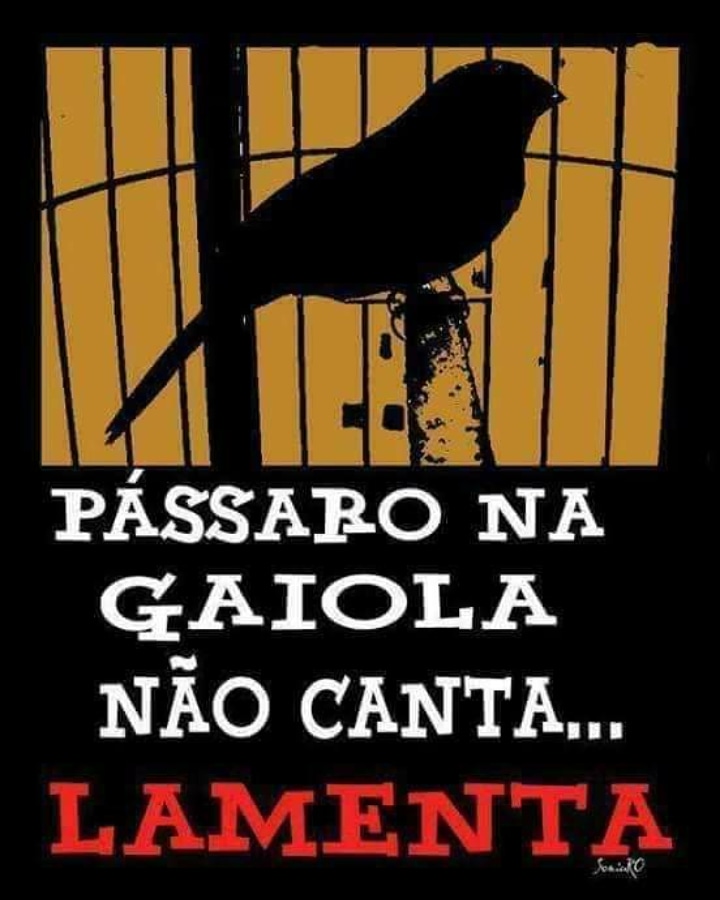 Kazveg_'s tweet image. Não financie o comércio de vidas
Animais não são produtos
Não compre animais 🌳🐦🍃

#passaroslivres #passaros #passarinhos #passarinho #animaisnaosaoprodutos #respeitoanimal #libertaçãoanimal #ativismoanimal #defesaanimal  #combateaotraficodeanimaissilvestres #gaiolasvazias 🌱🌟