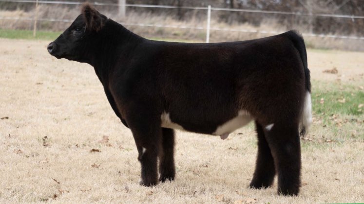 Tomorrow night! These sell. Be sure to check them out on steerbidder.com <a href="/ConnerBankus/">Conner Bankus</a> <a href="/mike_jones_94/">Mike Jones</a>