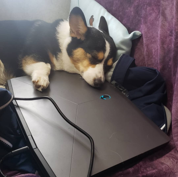 lucithecorgi's tweet image. A very good Lap Dog