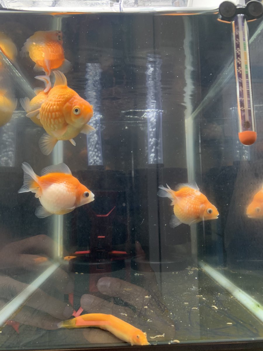 パールスケール