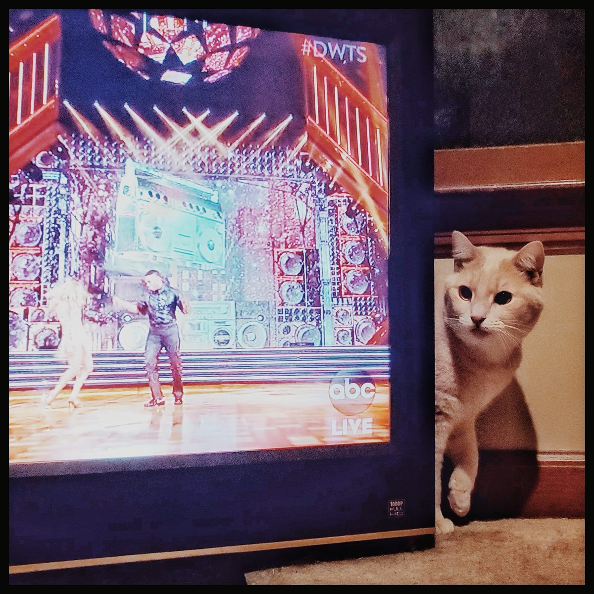 WyattMarlo's tweet image. Due to technical difficulties, actually staff issues, it might be late but I am finally getting to see the finale. --Buffy.
#DWTSfinale #dancingabc #cat #CatsOfTwitter