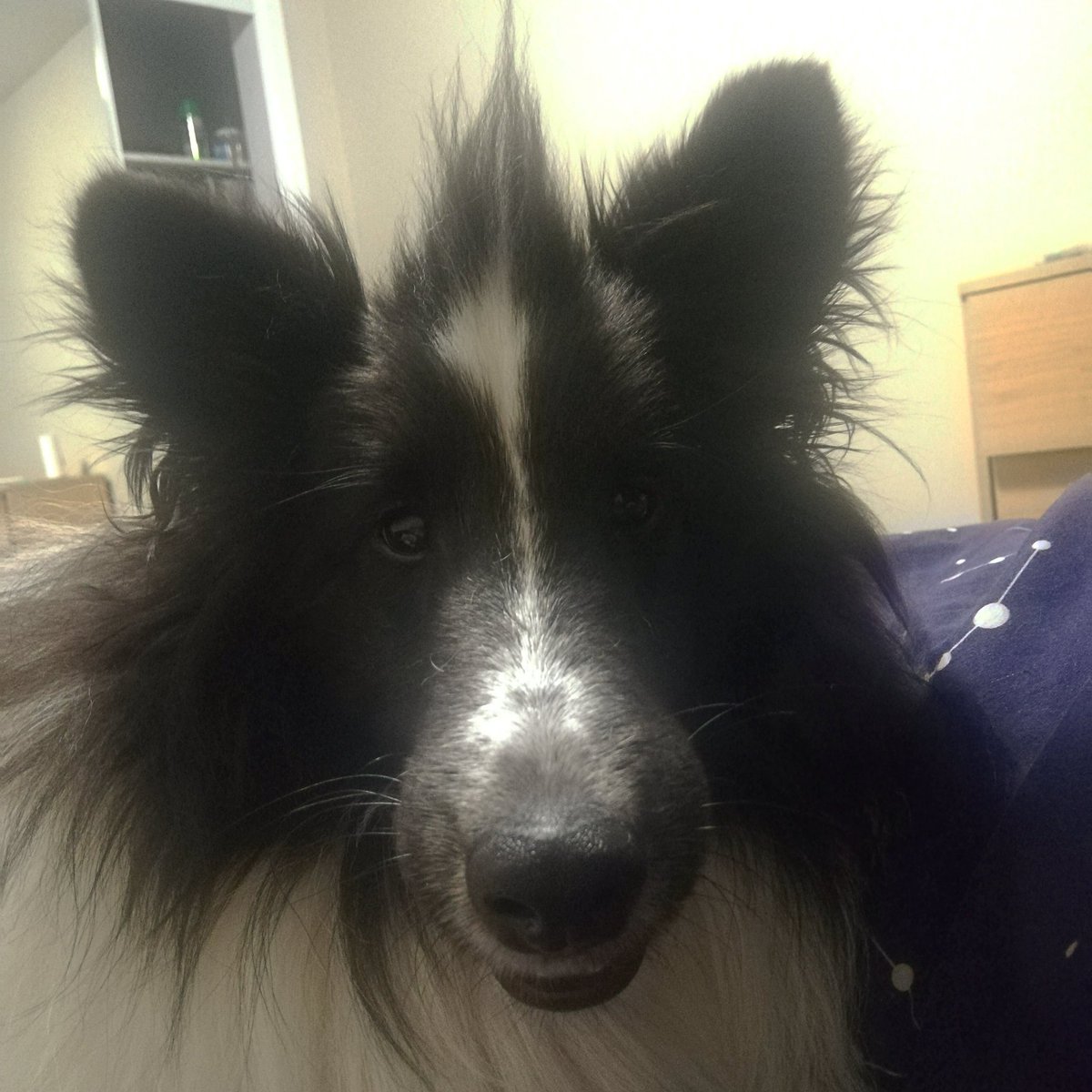 FunFergus's tweet photo. My mommy just has to understand that I'm a #rebelliousteenager and can't be tamed. 
#mohawk 
.
.
.
#sheltie #dog #dogsoftwitter #doggo #dogscorner #dogsarelove #dogumented #ilovedogs #discoverdogs #adolescence #dogs  #doggosbeingdoggos #doglife #DogLover https://t.co/3fp9pBBhuz