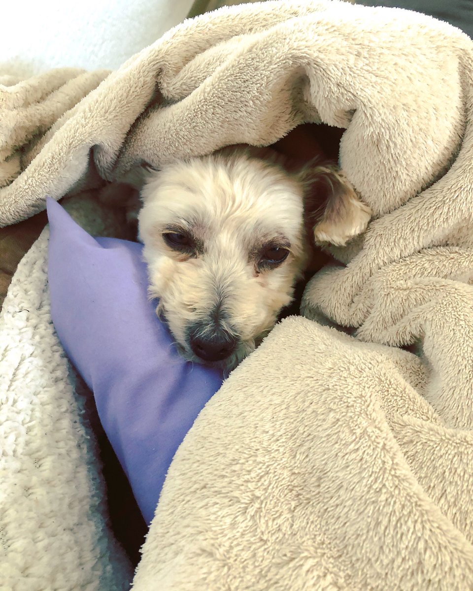 tintaguinda's tweet photo. Frrrrrío #MiTaro #PelonaPorAccidente 🥶🐶❤️ https://t.co/tMAk1wBQRX
