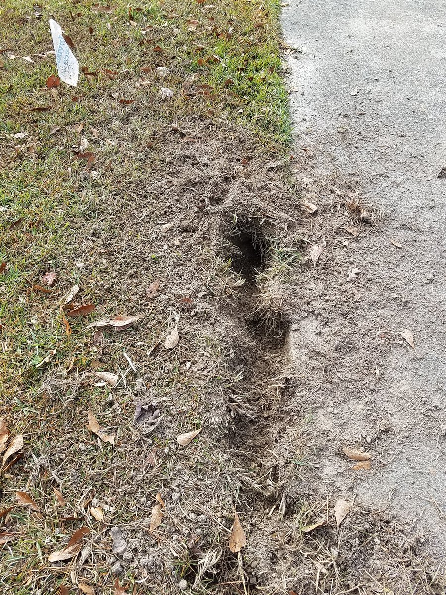 Sure, she's cute, but she does one of these every day looking for moles so there's that #jrt