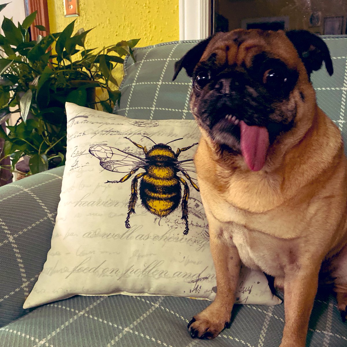 PugKnight's tweet photo. Super excited for Thanksgiving! What about you guys? 😆🦃 🥂 #pug #dogsoftwitter #Thanksgiving #pugchat #puppylove #hungry #puglife https://t.co/2RsTW5OzVR