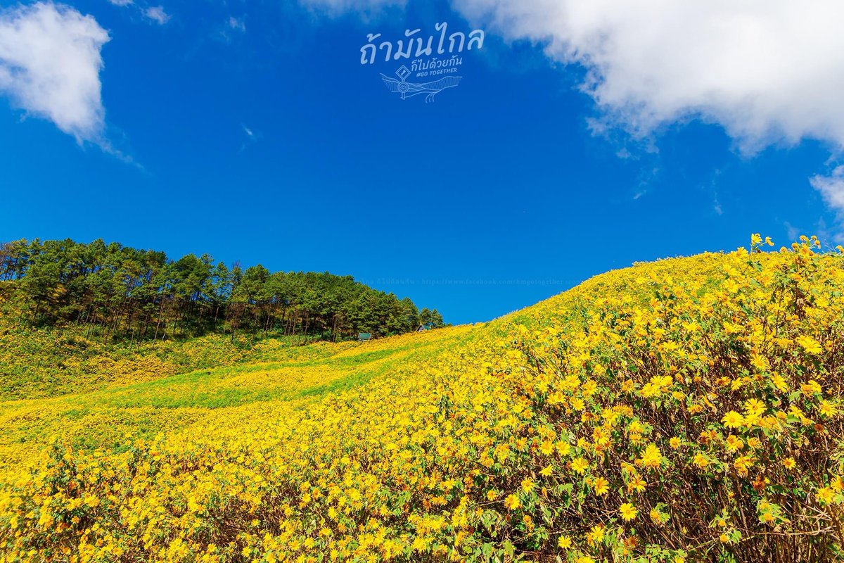 HMgotogether's tweet photo. " ต้องรีบแล้ววววววววว ‼️
 :  🌼 ดอกบัวตองดอยแม่อูคอ อ.ขุนยวม จ.แม่ฮ่องสอน  🌼 บานแล้ว 💯%
.
￼📌พิกัด :  https://t.co/3CaZlyMKMn 
#Thailand 
#ประเทศไทย
#ReviewThailand 
#ถ้ามันไกลก็ไปด้วยกัน
#gotogether
#travel
#ReviewThailand 
#รีวิวแม่ฮ่องสอน
#ทุ่งดอกบัวตองดอยแม่อูคอ
#ดอกบัวตอง https://t.co/MwsOxZ5L2i