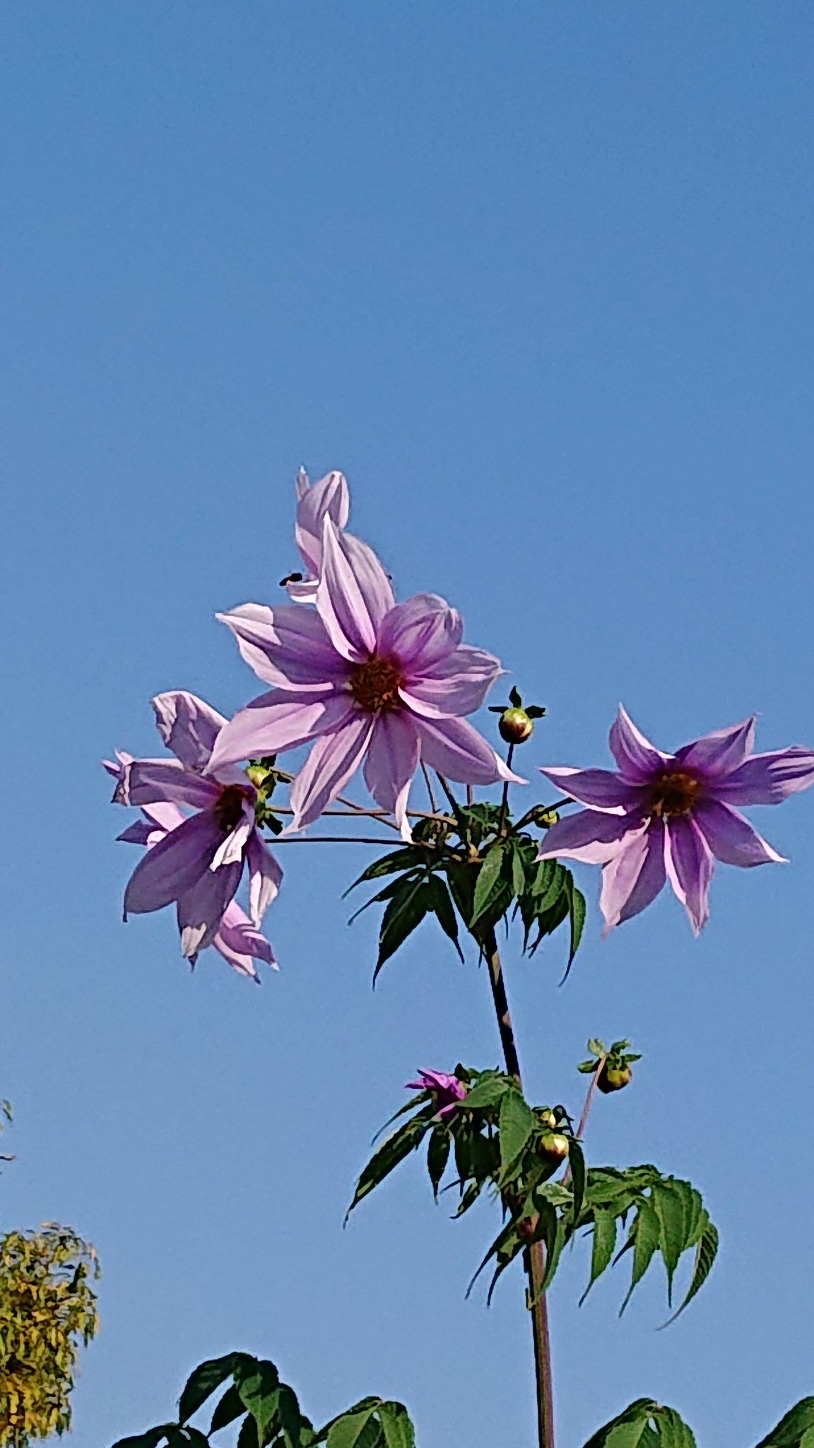 順 皇帝ダリアは背が高くて花が見えないのが残念 最近は黄色い花のタイプもあるみたい でも 皇帝ダリアではないみたい なんて名だっけ なんちゃらひまわり 忘れた 皇帝ダリア 花 T Co Agx9ncsud5 Twitter