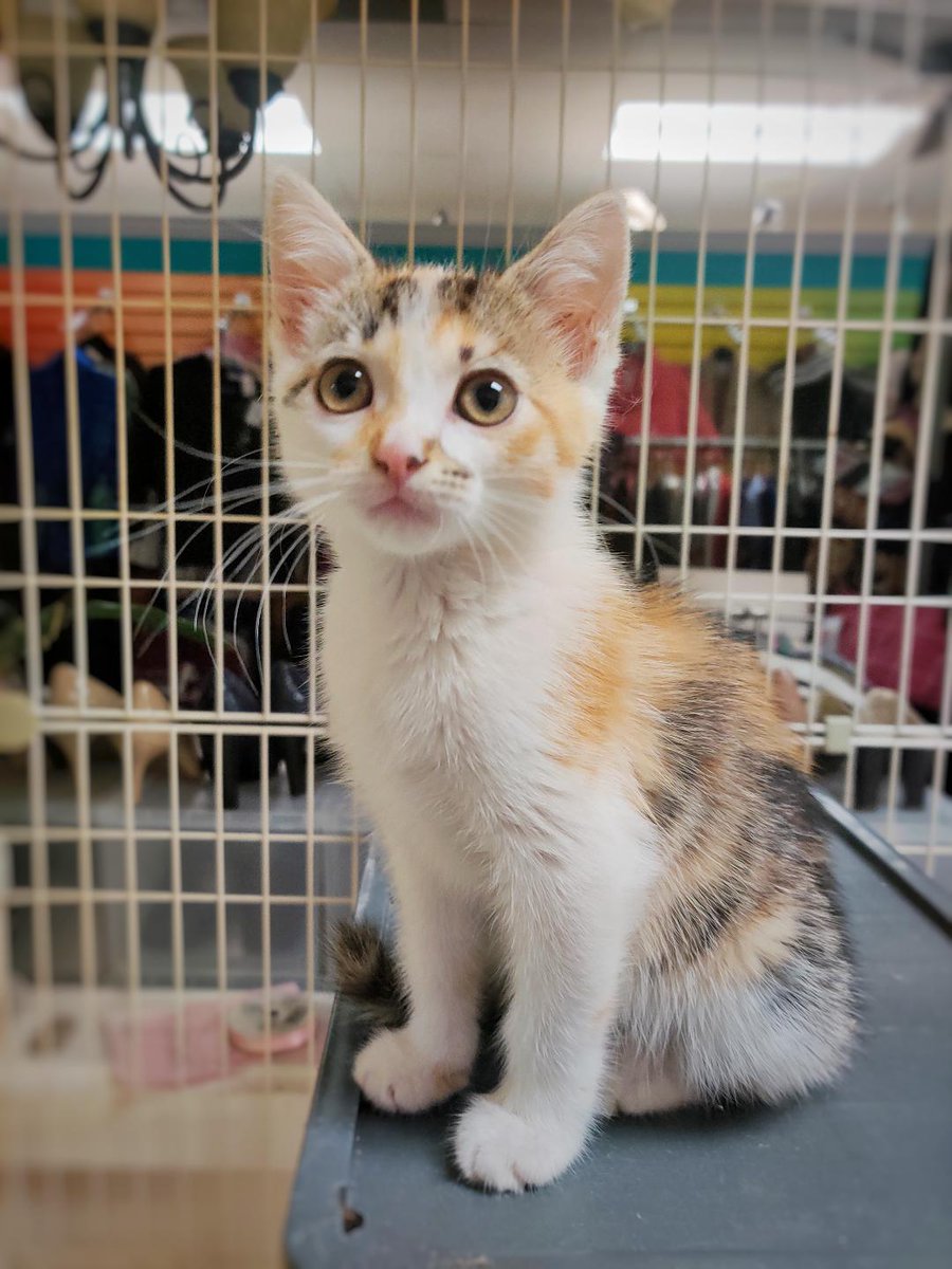 FamousFido1's tweet photo. Minnie is a kitten with energy and loves to wrestle, play and fall asleep in your lap. Her deep purr will warm your heart. Minnie lost vision in one eye but nothing keeps her down! To learn more about adopting her:  https://t.co/qoVrYnOKUy #cutekittens #calico #kittensoftwitter https://t.co/WMuzA3RSk1