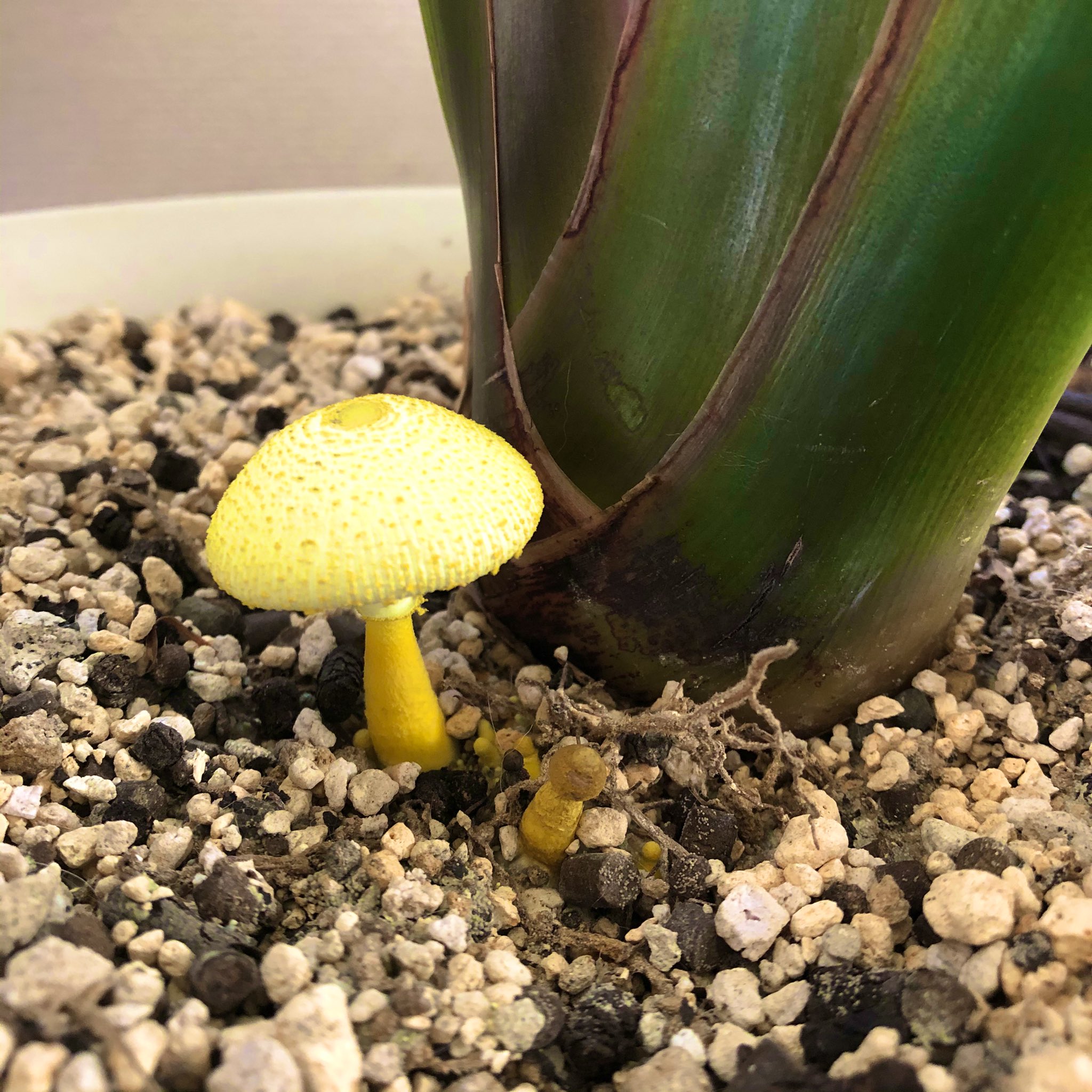 うさぎ オーガスタの鉢に幸せの黄色いキノコが生えてた お釈迦様キノコとも呼ばれてて 1日で枯れちゃうから見つけたら幸せになれるんだって 本日17 00 0 00出勤 町田 マットヘルス 店舗型ヘルス うさぎと遊ぼう コガネキヌカラカサタケ