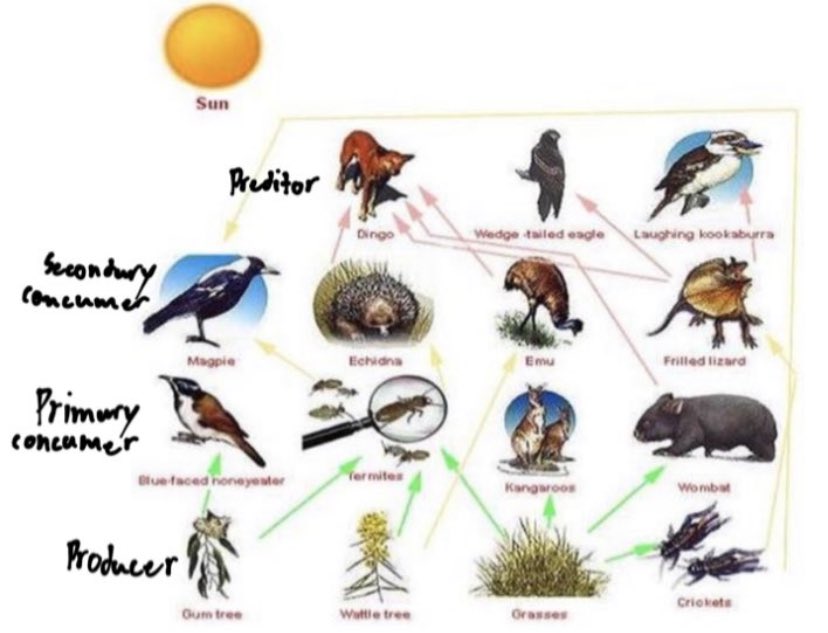 пищевая цепь австралии. пищевые цепи австралии. пищевая цепочка кенгуру. пищевая цепь саванны. пищевые цепи австралии.