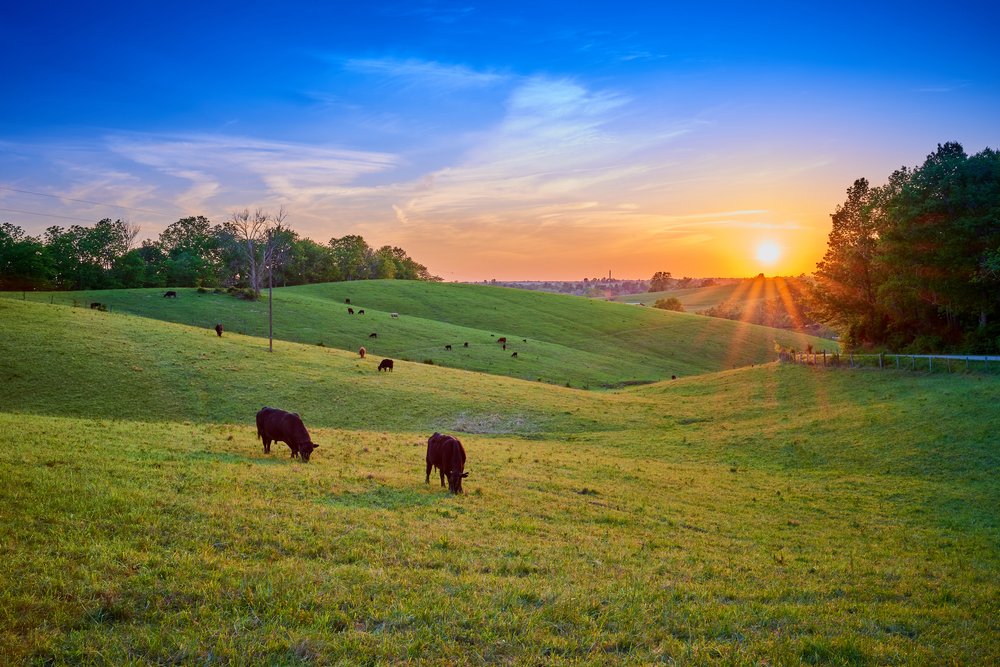 Smarter lending and a customized approach ▪️ The Nation's premier land lender ▪️ AgAmerica Lending
.
agamerica.com
.
.
#lifeontheland #haydenoutdoors #realestate #agamerica #agriculture #lending #farming #landloans #financing