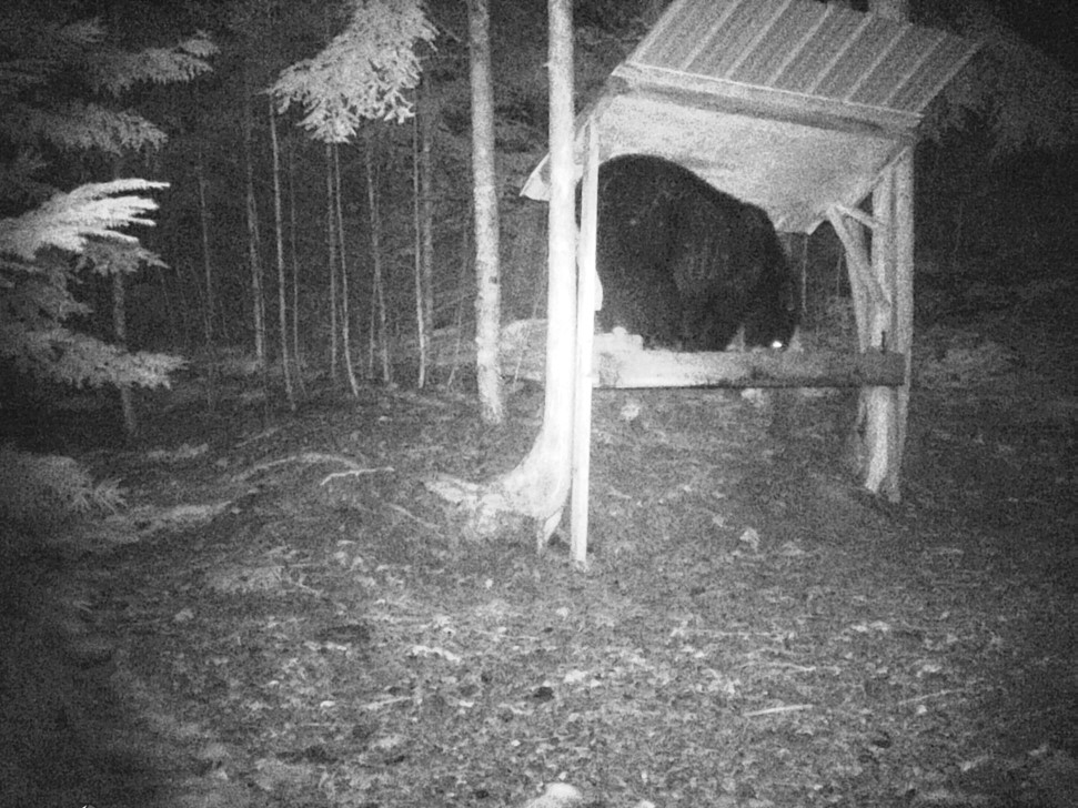 Natalie Freeman tweet media